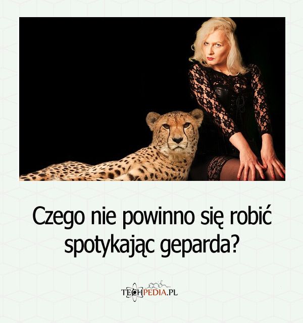 Czego nie powinno się robić spotykając geparda?