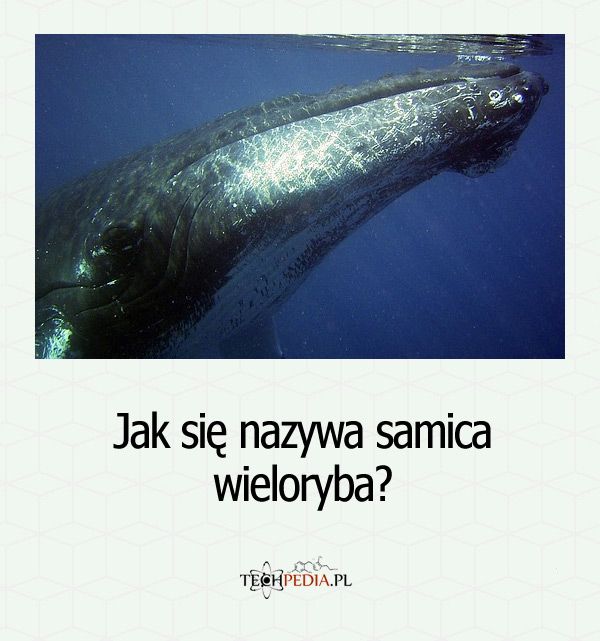 Jak się nazywa samica wieloryba?