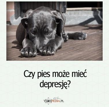Czy pies może mieć depresję?