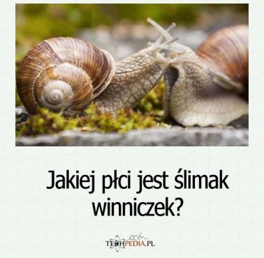 Jakiej płci jest ślimak winniczek?