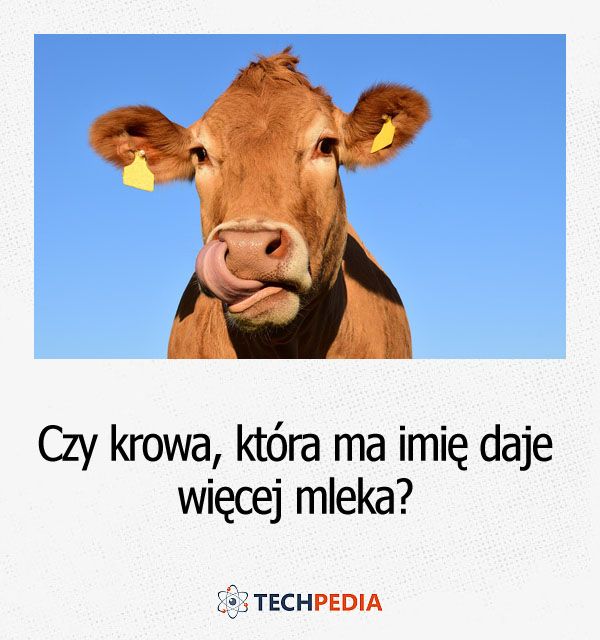 Czy krowa, która ma imię daje więcej mleka?