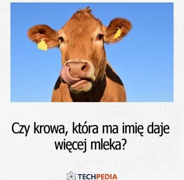 Czy krowa, która ma imię daje więcej mleka?