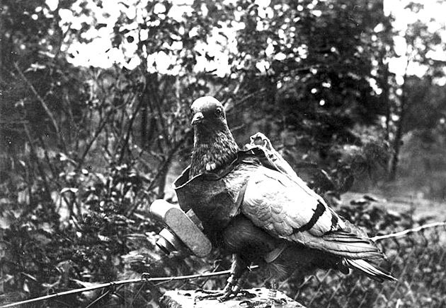 Gołąb z aparatem fotograficznym (oldschoolowy dron :).