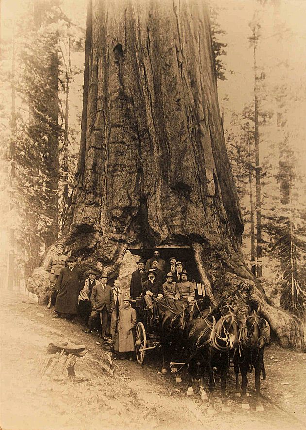 Prezydent USA William Howard Taft (za kierowcą) przejeżdża przez tunel wydrążony w sekwoi (Yosemite National Park).