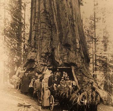 Prezydent USA William Howard Taft (za kierowcą) przejeżdża przez tunel wydrążony w sekwoi (Yosemite National Park).