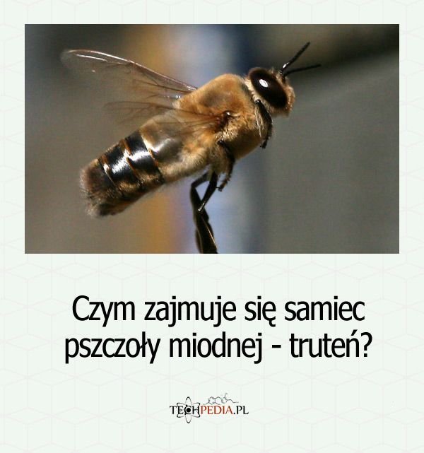 Czym zajmuje się samiec pszczoły miodnej - truteń?