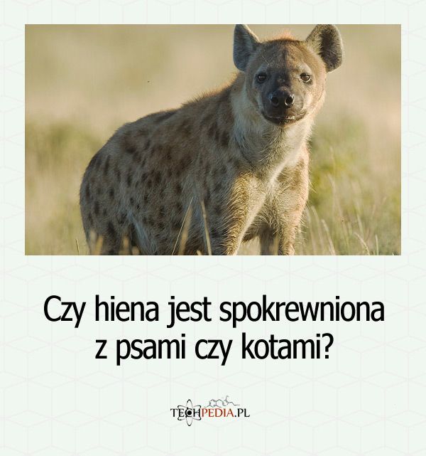 Czy hiena jest spokrewniona z psami czy kotami?