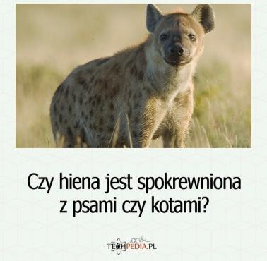 Czy hiena jest spokrewniona z psami czy kotami?