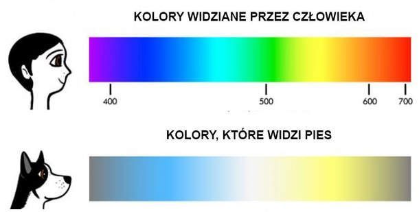 Jak psy widzą kolory