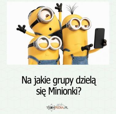 Na jakie grupy dzielą się Minionki?