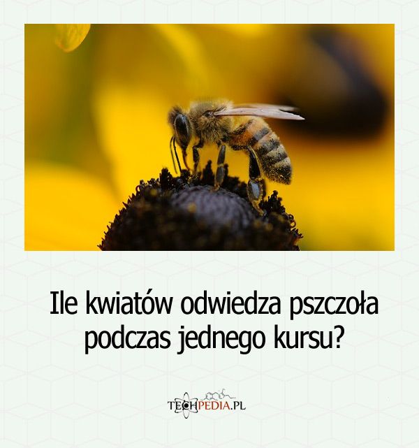 Ile kwiatów odwiedza pszczoła podczas jednego kursu?
