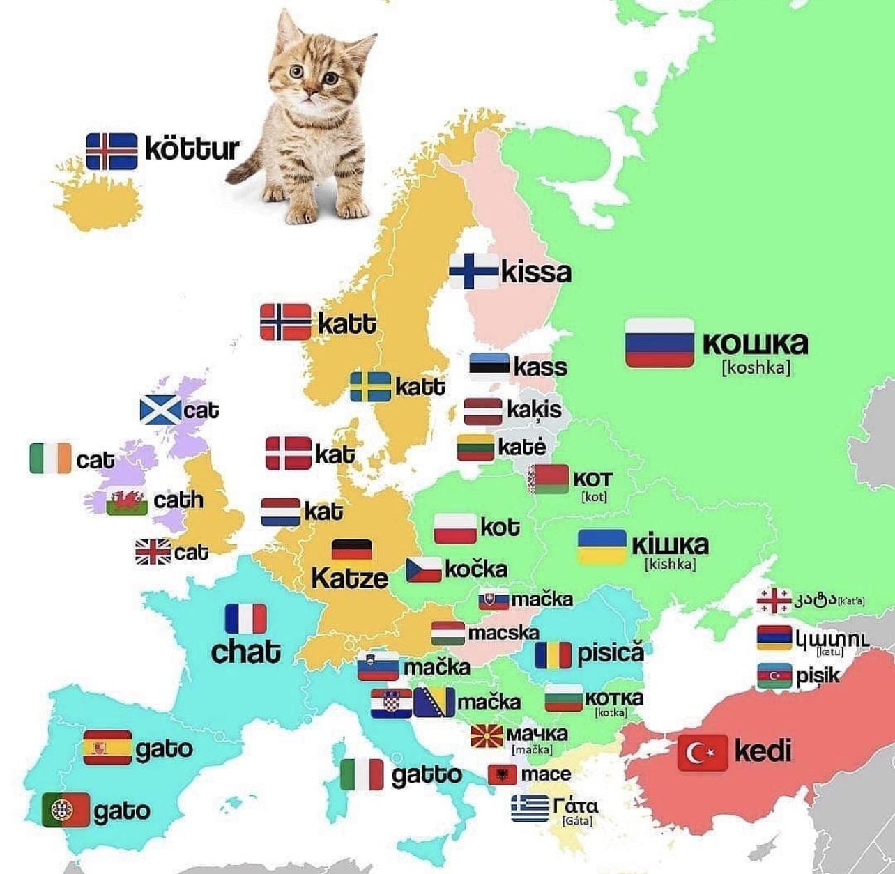 Słowo kot w różnych europejskich językach
