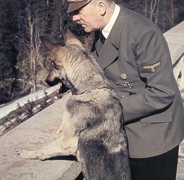 Adolf Hitler z suką Blondi (rezydencja Berghof)