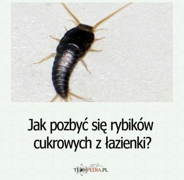 Jak pozbyć się rybików cukrowych z łazienki?