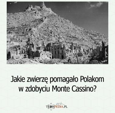 Jakie zwierzę pomagało Polakom w zdobyciu Monte Cassino?