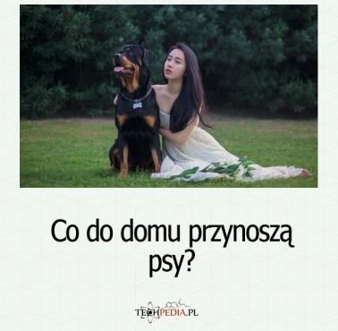 Co do domu przynoszą psy?