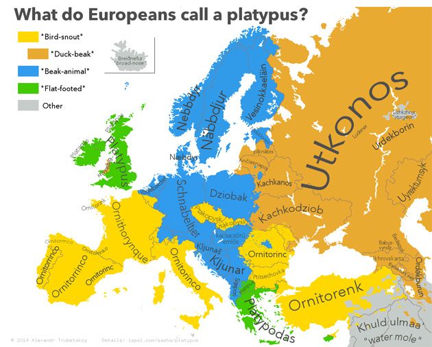 Dziobak w różnych europejskich językach.